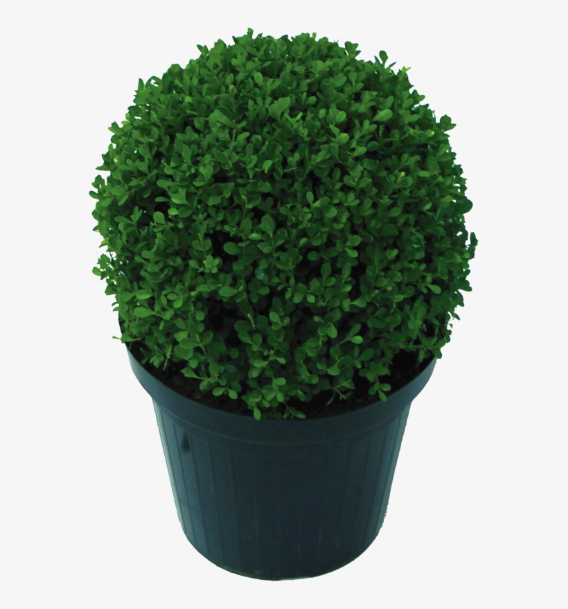 Buxinho - Flowerpot, transparent png download