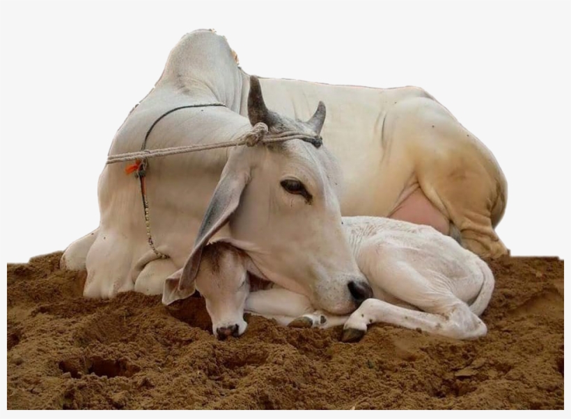 कामधेनु गाय की फोटो, transparent png download