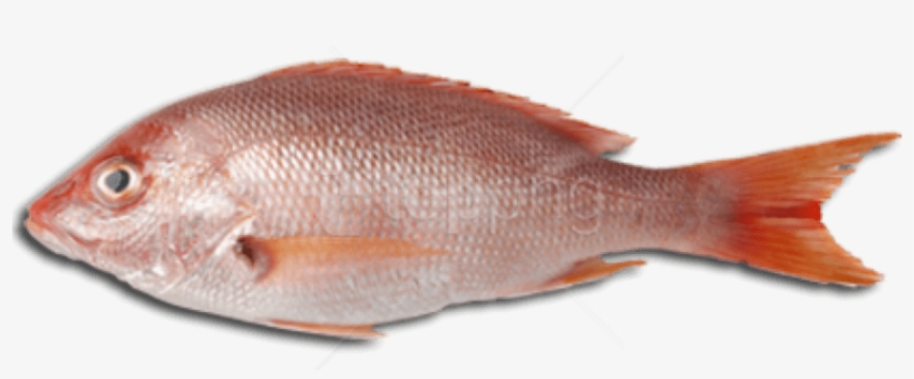Free Png Download Fish Meat Png Images Background Png - Fish Meat, transparent png download