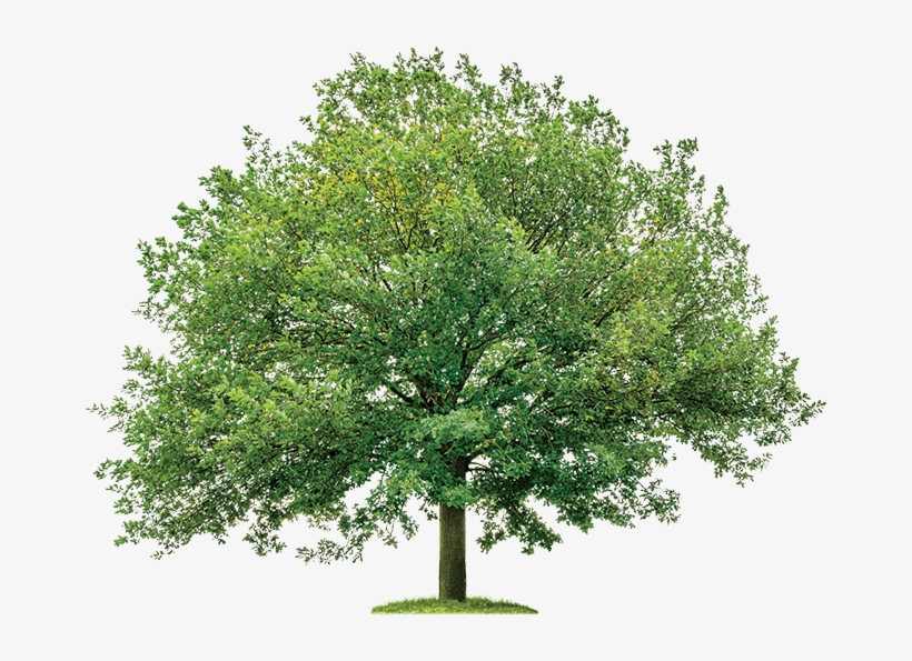 Royal Oak Model Royal Oak Realty - Oak Meaning In Hindi, transparent png download