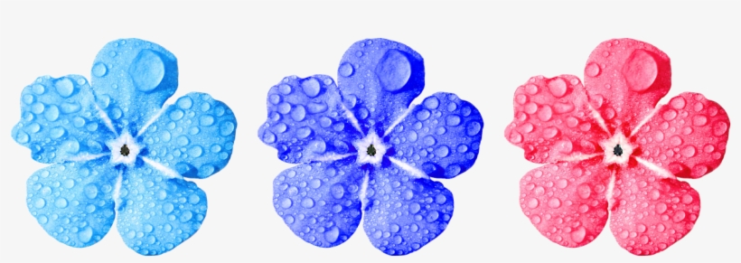Flower,forget Me Not,close,leaves,drop Of Water,small - No Copyright Flower Png, transparent png download