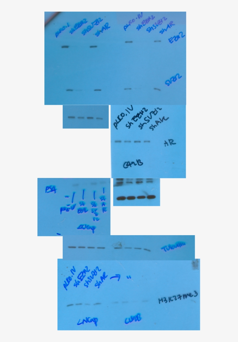 Number, transparent png download