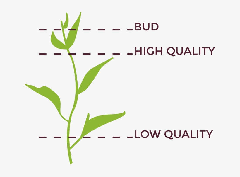 Tea Leaves - Parallel, transparent png download