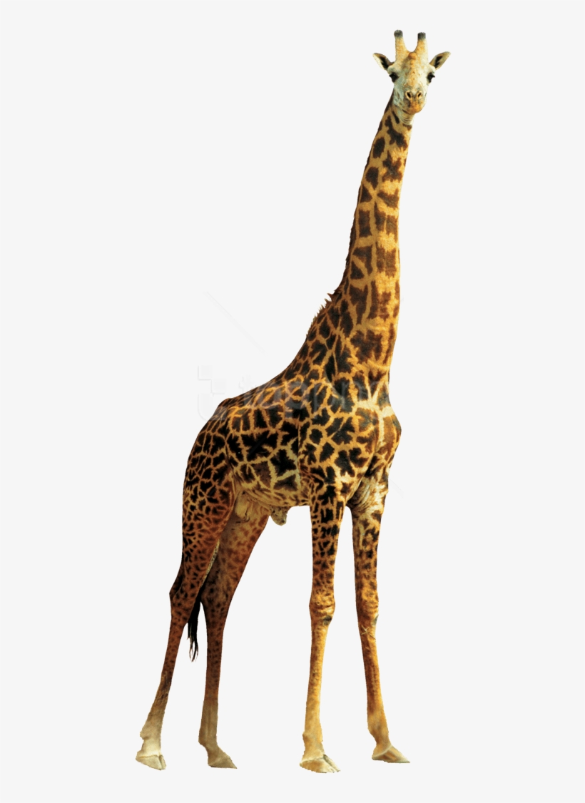 Free Png Download Giraffe High Quality Png Png Images - Giraffe Png, transparent png download