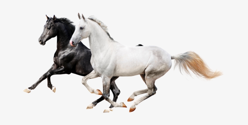 I Never Dream Of Horses - Horse Icon Png Transparent, transparent png download