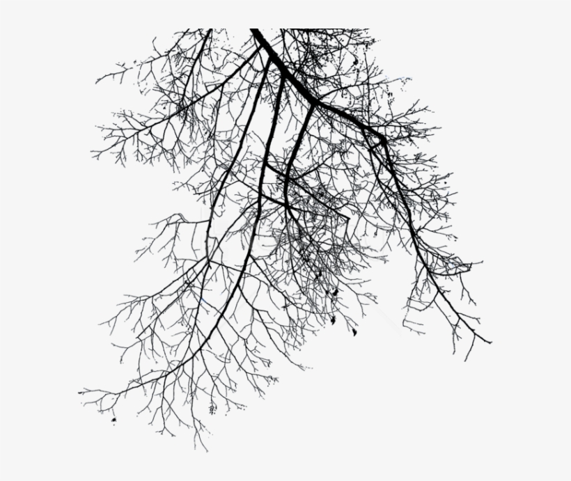 Free Png Branch Png Images Transparent - Winter Tree Branch Png, transparent png download