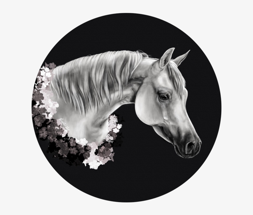 Stallion, transparent png download