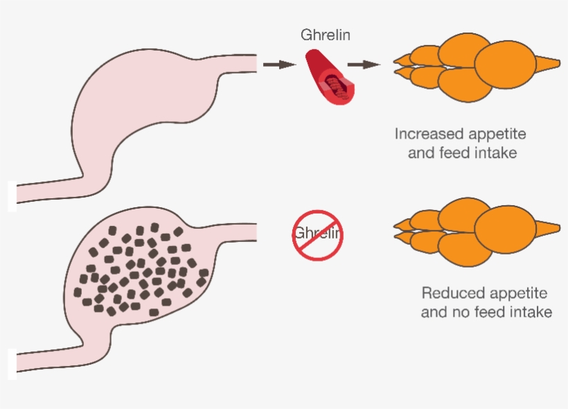 Tabellen 0 Image12 - Fish Ghrelin, transparent png download