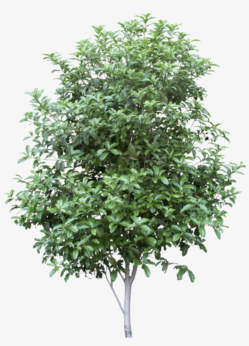 #tree #branches #leaves #palm Tree #autumn Tree #tree - Vector, transparent png download