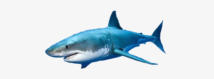 Great White Shark, transparent png download