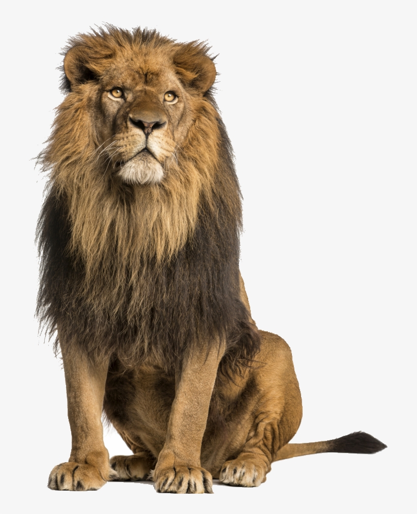 Save Animals Oregon On Twitter - Sitting Lions, transparent png download