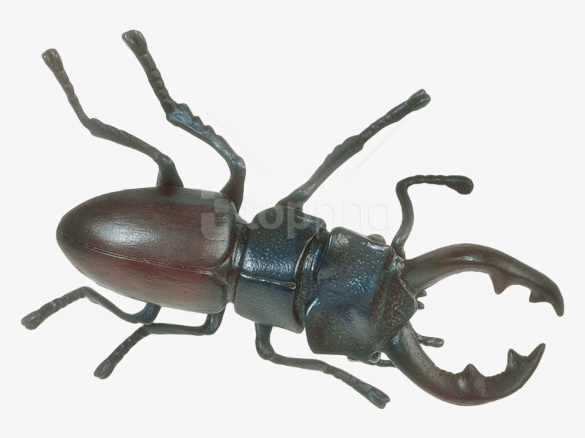 Free Png Insect Png Images Transparent - Insect Png, transparent png download