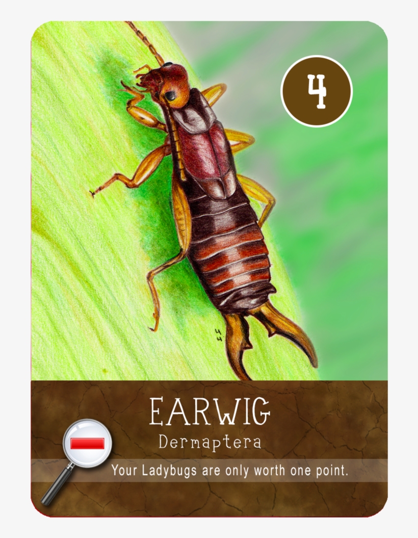 Earwigs, transparent png download