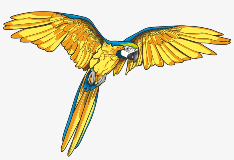 Art Id - - Blue And Yellow Macaw Art, transparent png download