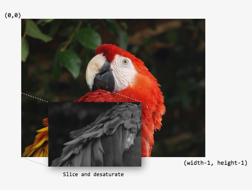 Images/macaw-process - Scarlet Macaw, transparent png download