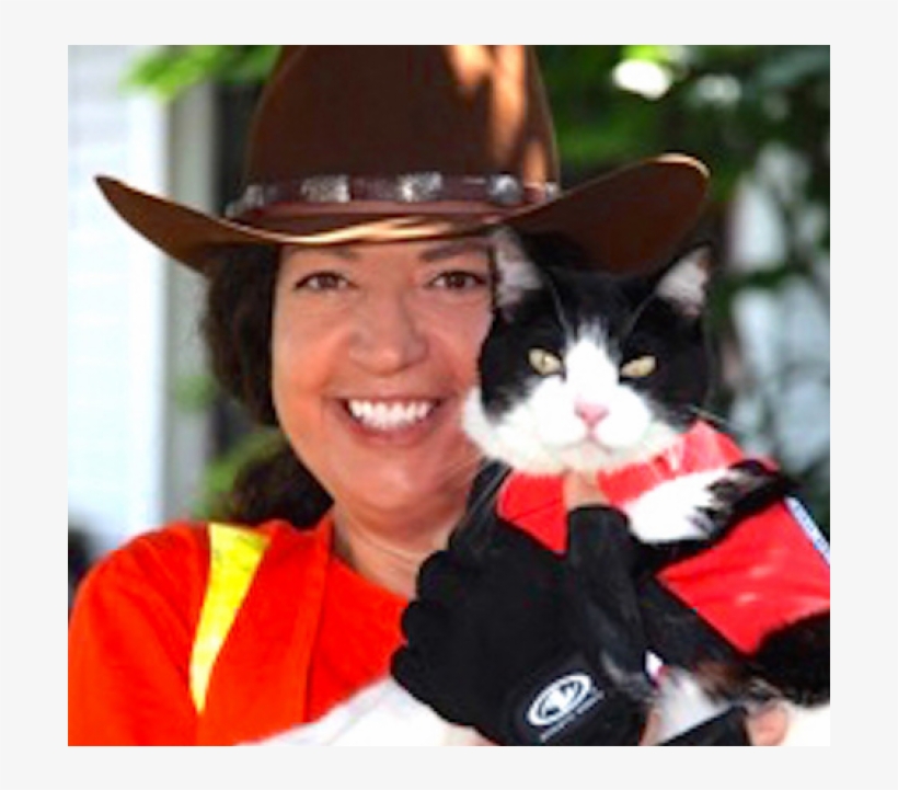 Domestic Short-haired Cat, transparent png download