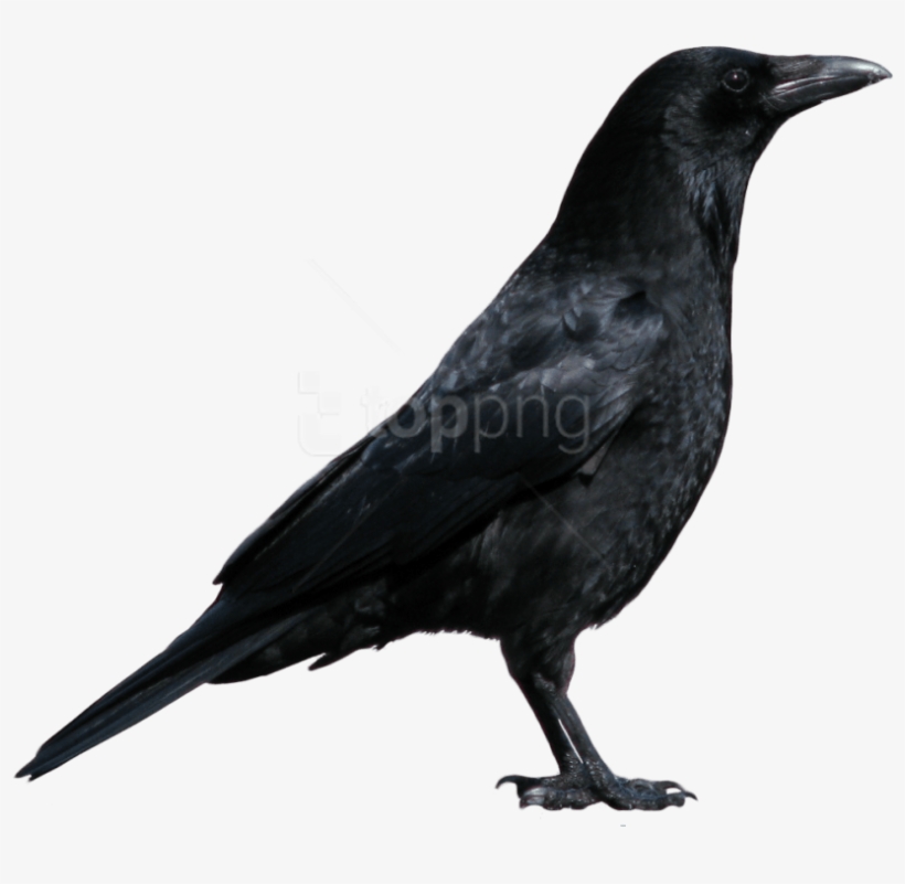 Free Png Download Crow Png Images Background Png Images - Crow Png, transparent png download