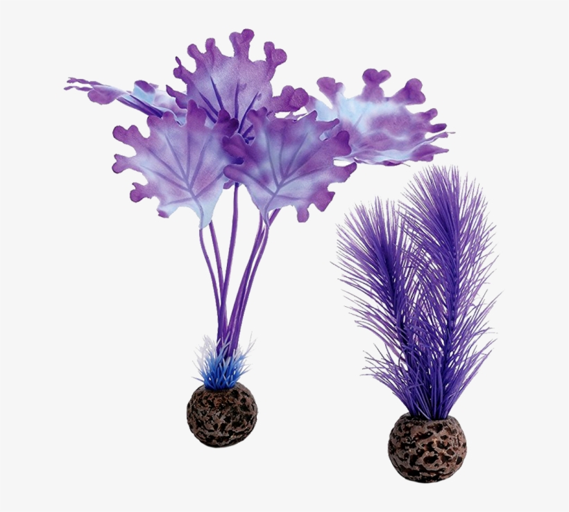 Biorb Purple Kelp, transparent png download