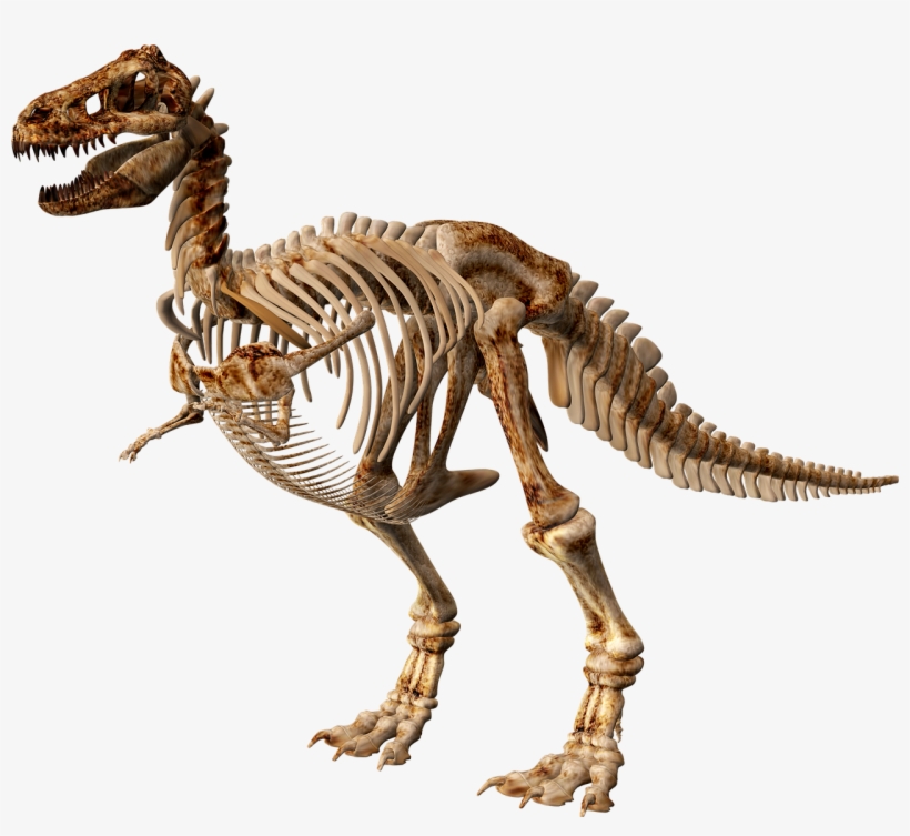 T Rex Dinosaur Skeleton - Dinosaur Skeleton Png Transparent PNG