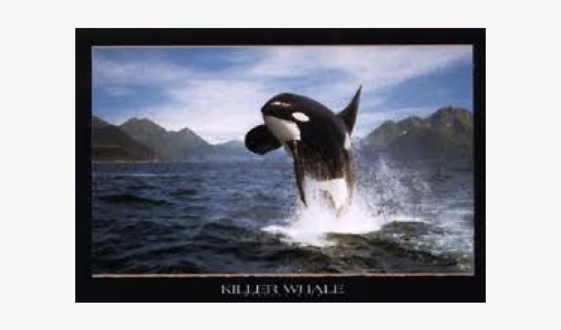 Killer Whale Orca, transparent png download