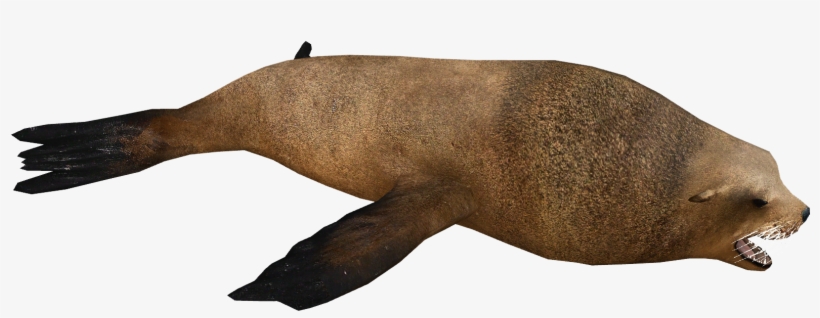 Stellar Sea Lion, transparent png download