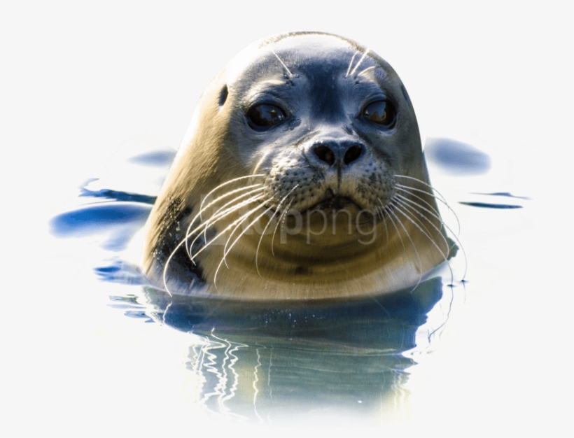Download Seal Png Images Background - Ajing Laut, transparent png download