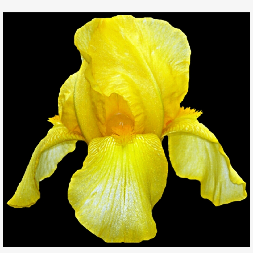 Free Iris Pngs - Yellow Iris, transparent png download