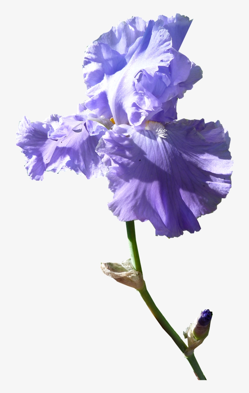 Iris Flower Dark Mauve - Iris Flower Transparent, transparent png download