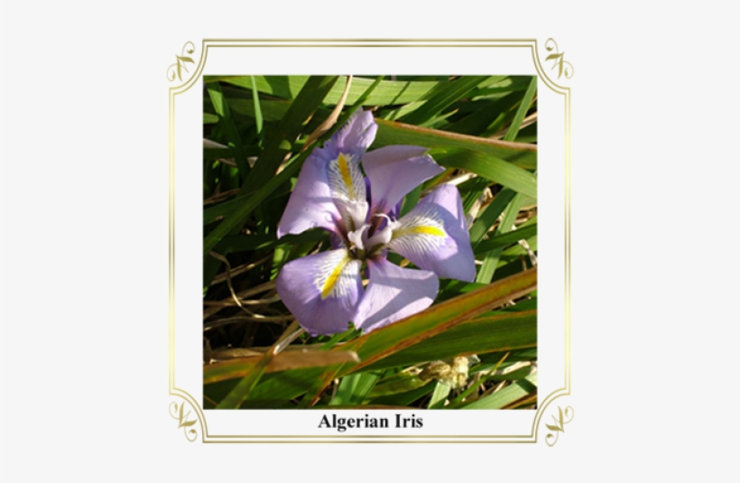 Algerian Iris, transparent png download