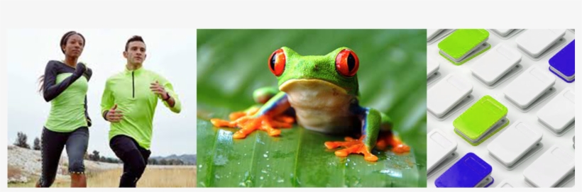 Inspiration - Red-eyed Tree Frog, transparent png download