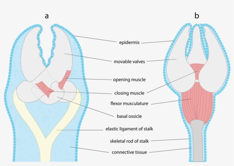 <p><strong>fig - 3 - 88 - </strong> Generalized Diagram - Illustration, transparent png download