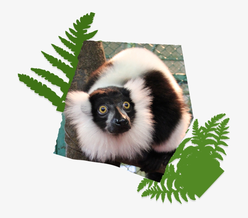 Cute Monkey Parakeet And Rabbit Marmots Include Bait - Sifaka, transparent png download