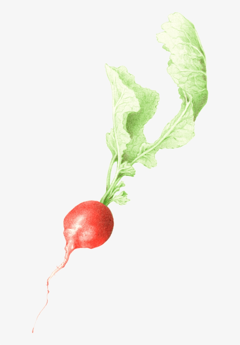 1200 X 1200 1 - Radish, transparent png download