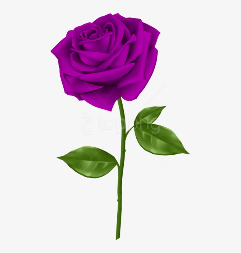 Free Png Download Purple Rose Png Images Background - Transparent Background Purple Rose Png, transparent png download