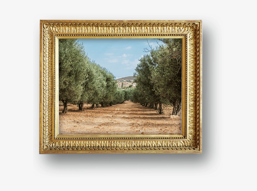 Learn Carapelli - Picture Frame, transparent png download