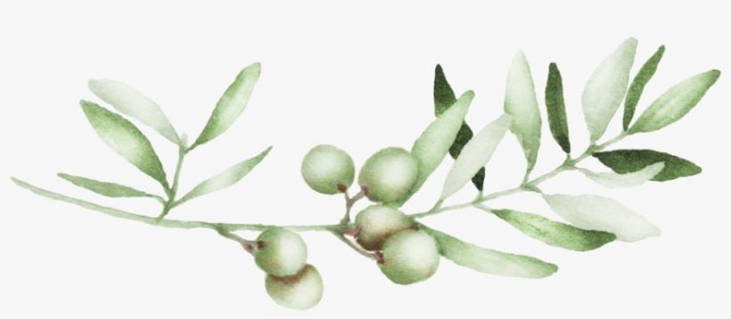 Olive 03, transparent png download