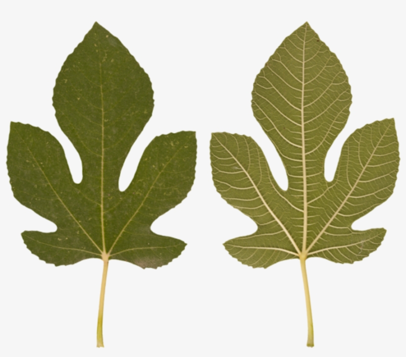 Leaf - Gambel Oak, transparent png download