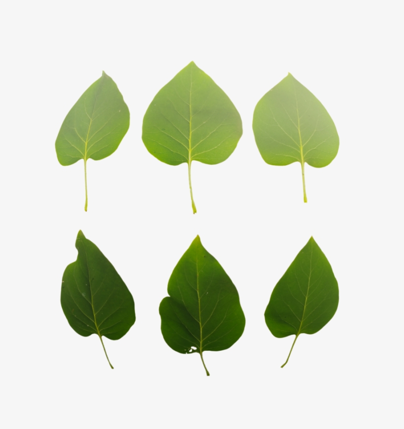 Leaf Set - Tree, transparent png download