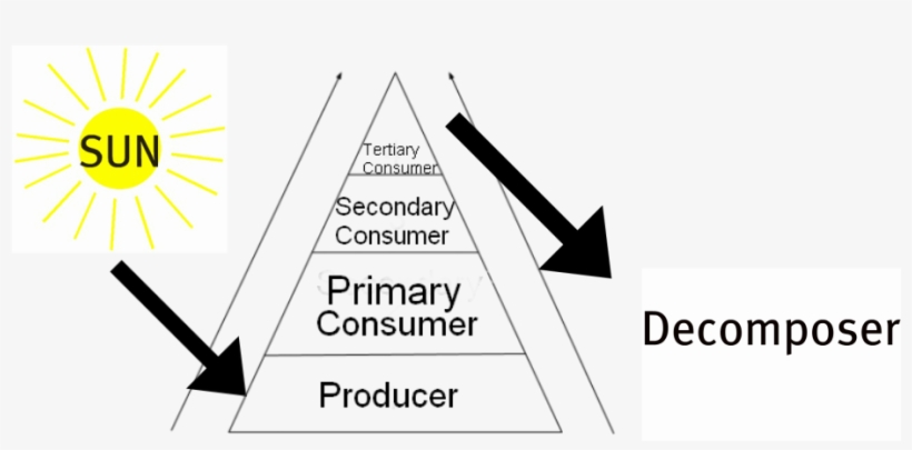Bush,hedgehog Cactus,gravillias, Hanging Chain Cholla,olive - Triangle, transparent png download