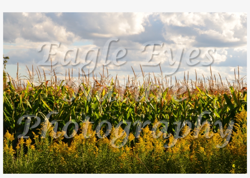 Pc Wisconsin Corn Field Dsc, transparent png download