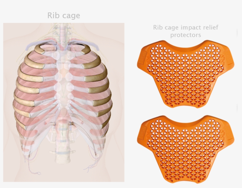 Rib Cage Impact Relief Protectors / Sport-gard Protectors - Rib, transparent png download