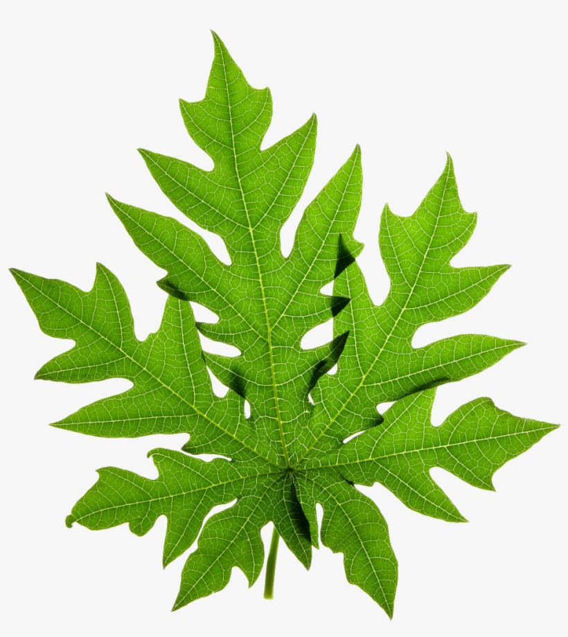Clipart Leaves Green Tea Leaf - Canabis Sativa, transparent png download