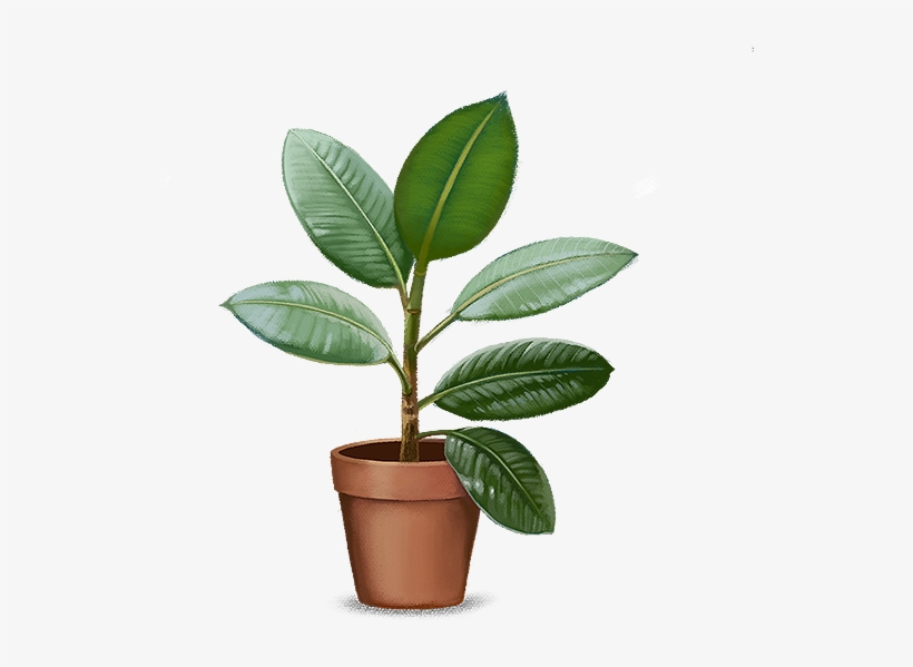 Imagens De Plantas - Planta Saudável, transparent png download
