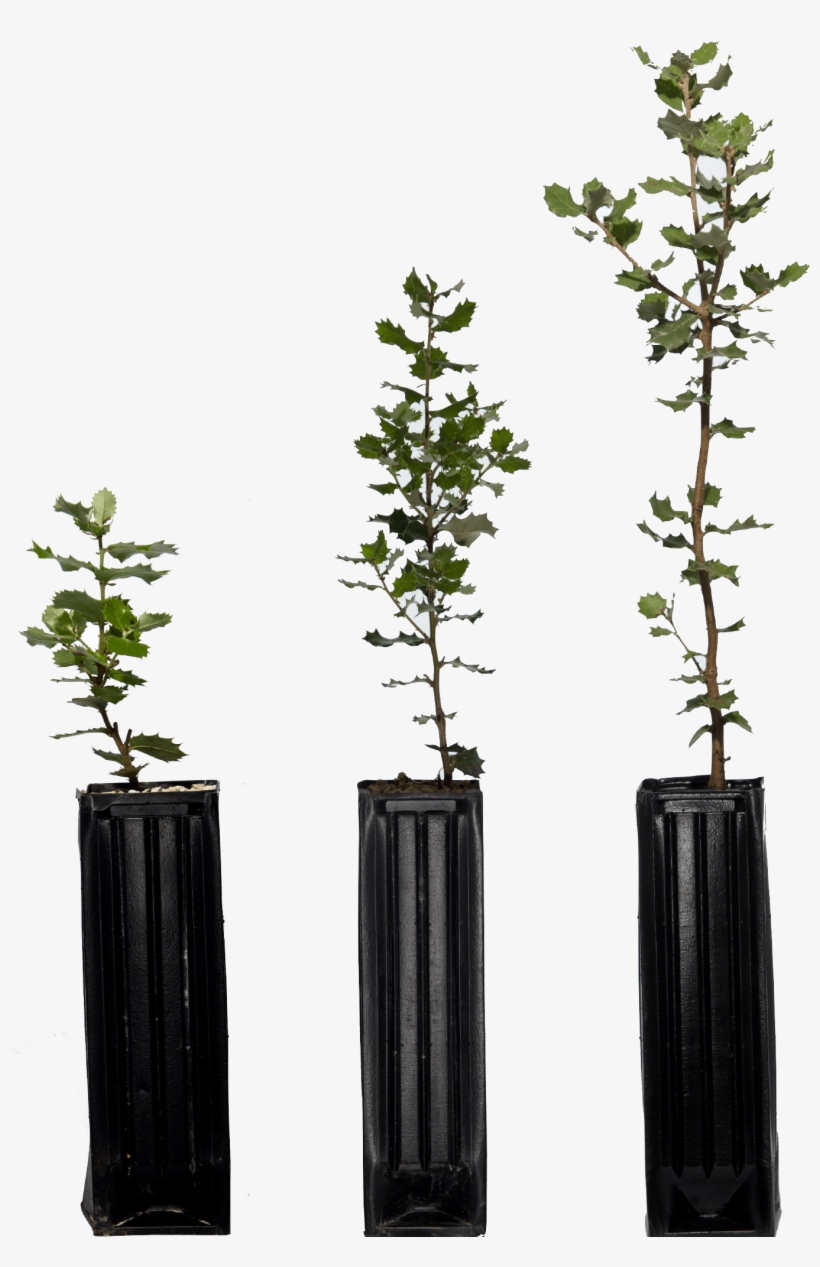 Los Plantones De Dos Años Son Más Resistentes A Las - Houseplant, transparent png download