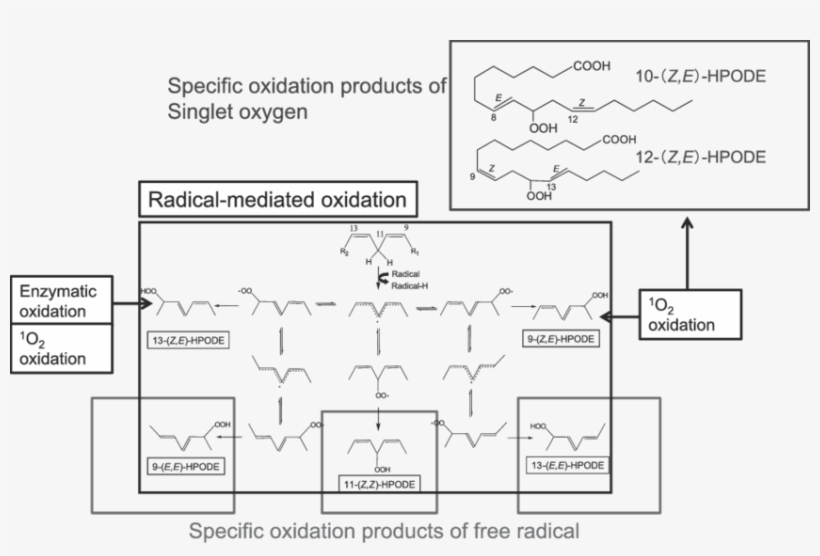 Peroxidation Products Of Linoleic Acid - Diagram, transparent png download