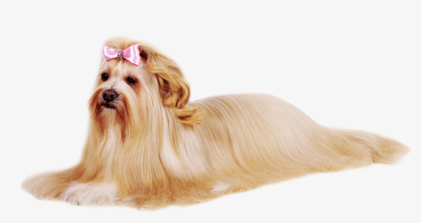 Manter Seu Cachorro Limpo E Cheiroso Também É Importante, - Hidratação Cachorro, transparent png download