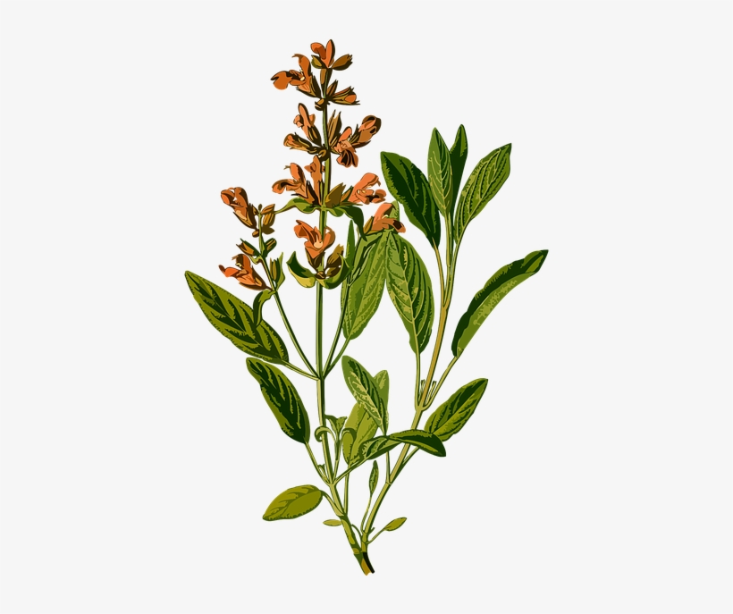 Branch, Common, Evergreen, Garden, Herb, Herbal - Salvia Officinalis Botanical, transparent png download