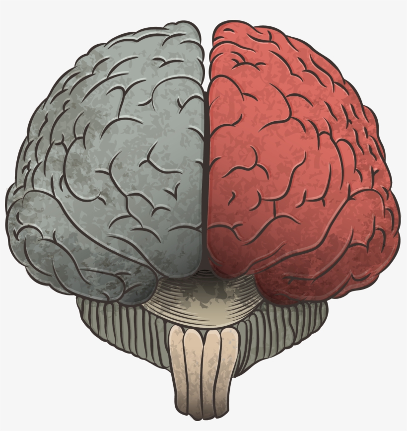 Subscribe To Our Brain & Learning Newsletter - Cerebro Sin Fondo Png, transparent png download
