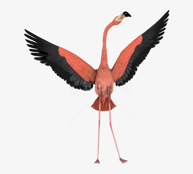 Free Png Download Flamingo Png Images Background Png - Flamingo Flying No Background, transparent png download