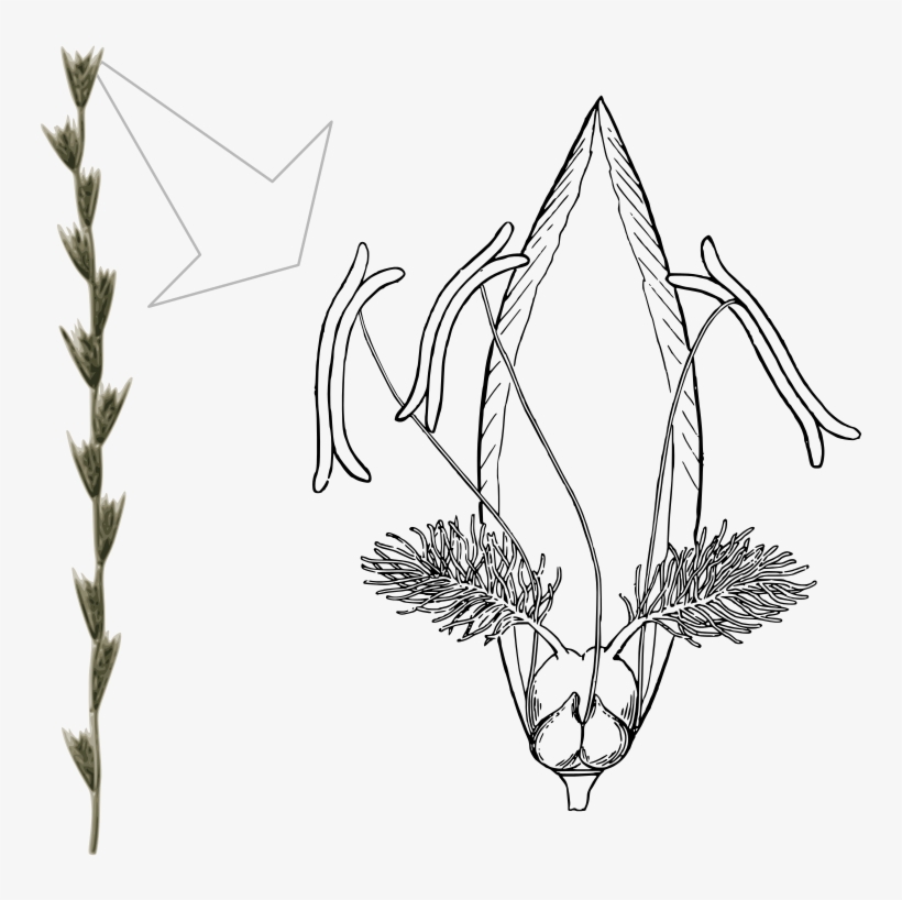 Flower Of Lolium Perenne - Lolium Multiflorum Floral Diagram, transparent png download